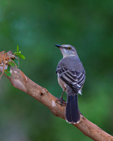 Northern Mockingbird