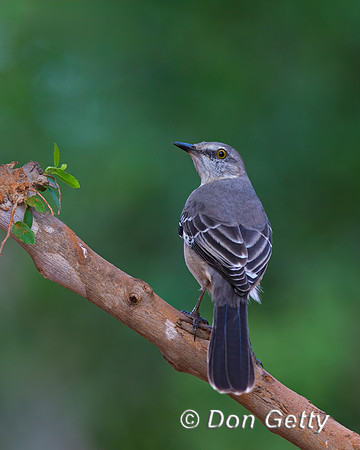 Northern Mockingbird