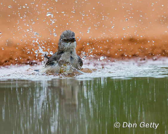 Northern Mockingbird