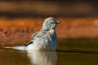 Northern Mockingbird
