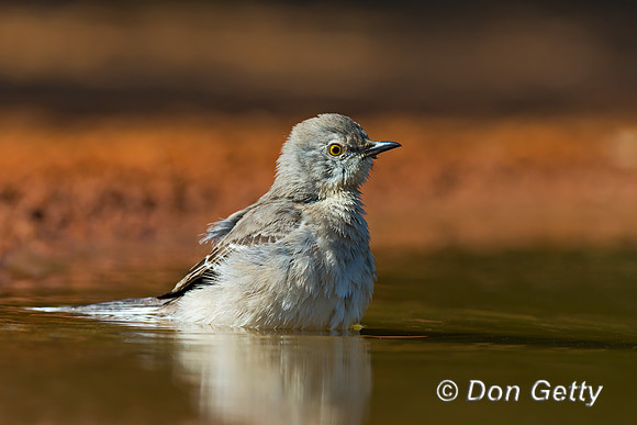Northern Mockingbird