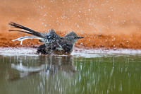 Northern Mockingbird