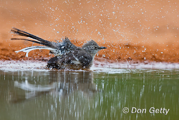 Northern Mockingbird