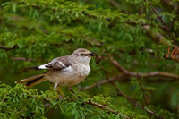 Northern Mockingbird