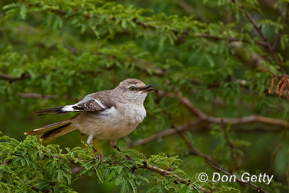 Northern Mockingbird