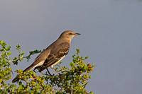 Northern Mockingbird