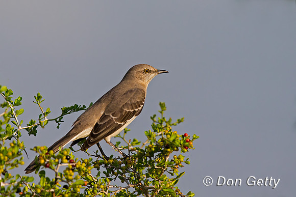 Northern Mockingbird
