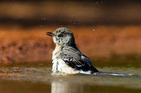 Northern Mockingbird