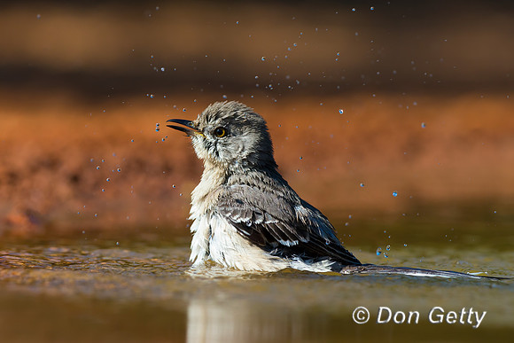 Northern Mockingbird