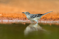Northern Mockingbird