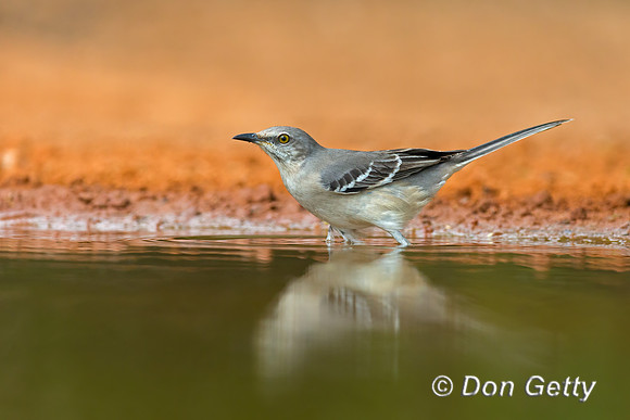 Northern Mockingbird