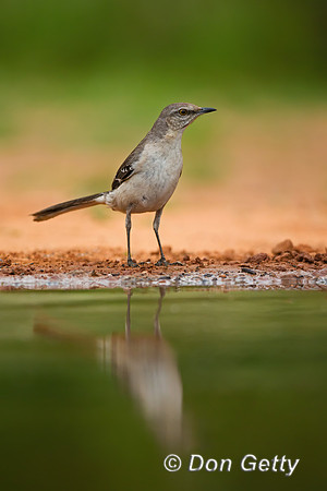 Northern Mockingbird