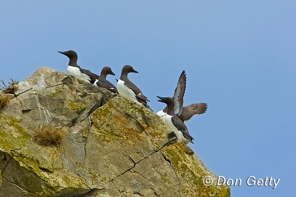 Common Murre