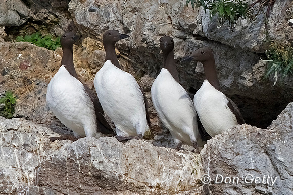 Common Murre