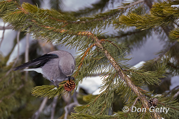 Clark's Nutcracker