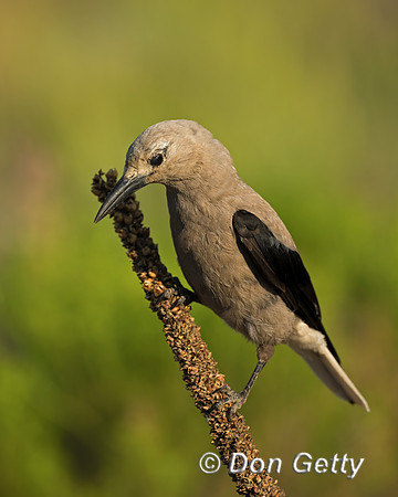 Clark's Nutcracker