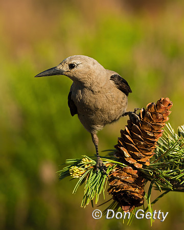 Clark's Nutcracker
