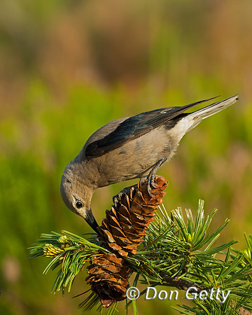 Clark's Nutcracker