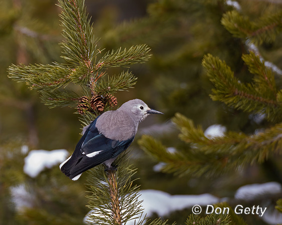 Clark's Nutcracker