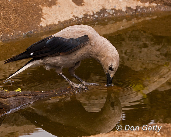 Clark's Nutcracker