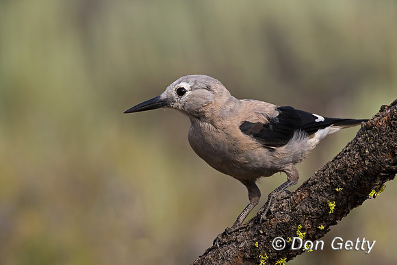 Clark's Nutcracker