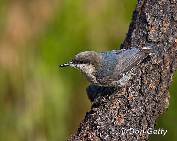 Pygmy Nuthatch