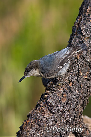 Pygmy Nuthatch