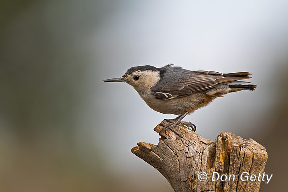 White-breasted Nuthatch