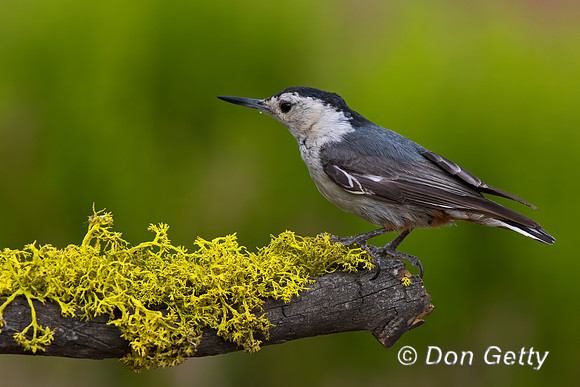 White-breasted Nuthatch