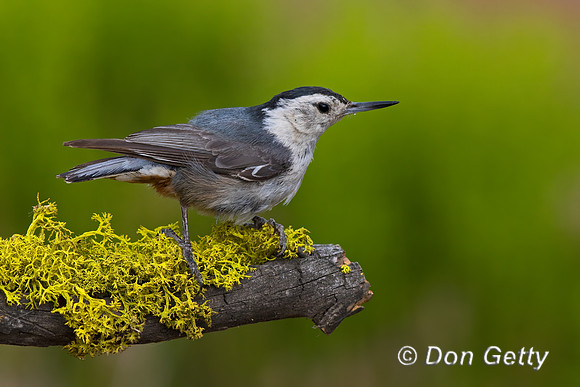 White-breasted Nuthatch