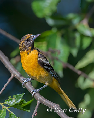 Baltimore Oriole