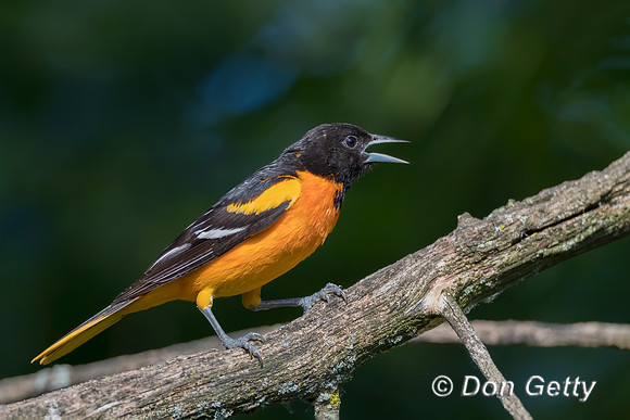 Baltimore Oriole