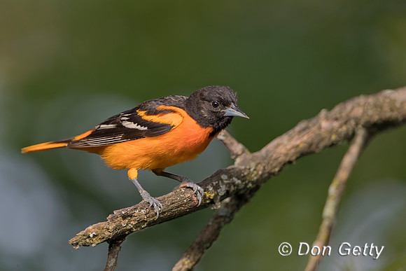 Baltimore Oriole