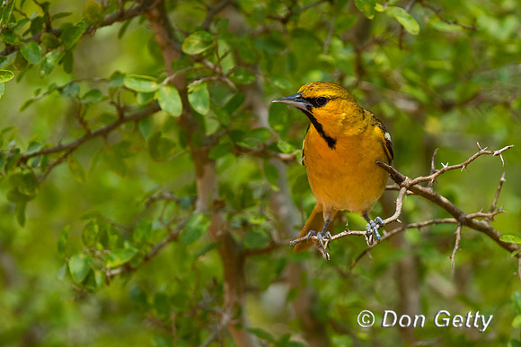 Bullock's Oriole