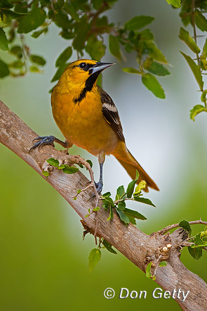 Bullock's Oriole