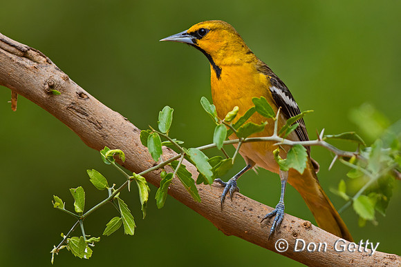 Bullock's Oriole