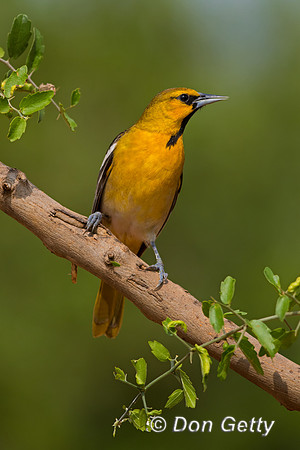 Bullock's Oriole