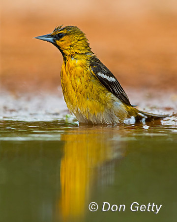 Bullock's Oriole