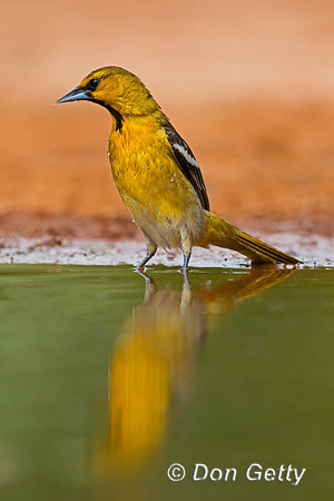 Bullock's Oriole