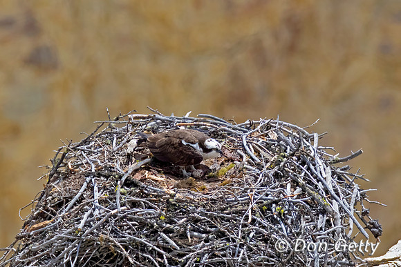 Osprey