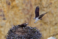 Osprey