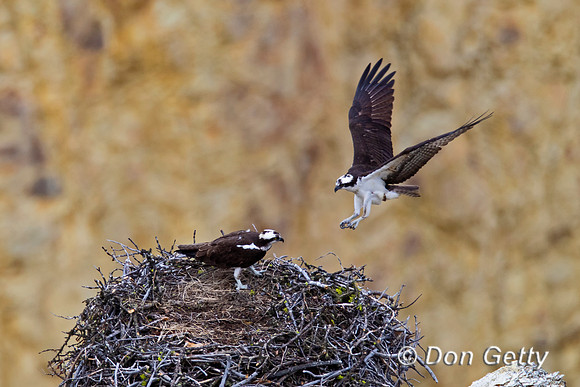 Osprey
