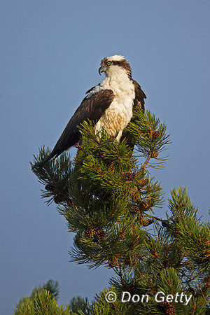 Osprey