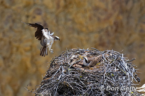 Osprey