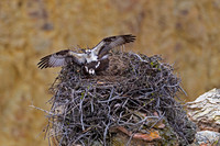 Osprey