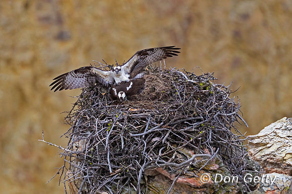 Osprey