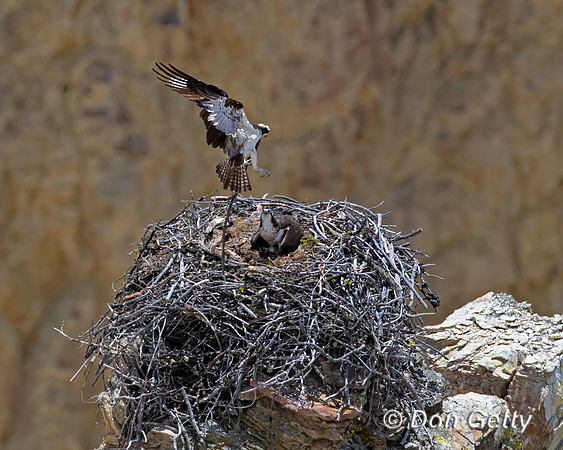 Osprey
