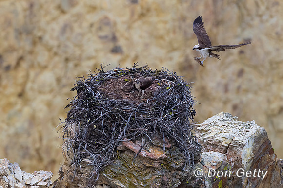 Osprey