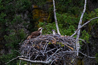 Osprey