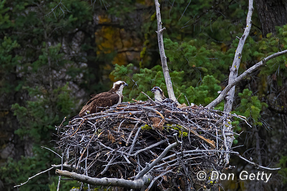 Osprey